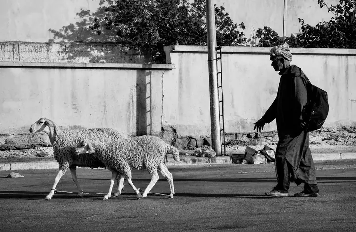 Towards the Pasture — photography